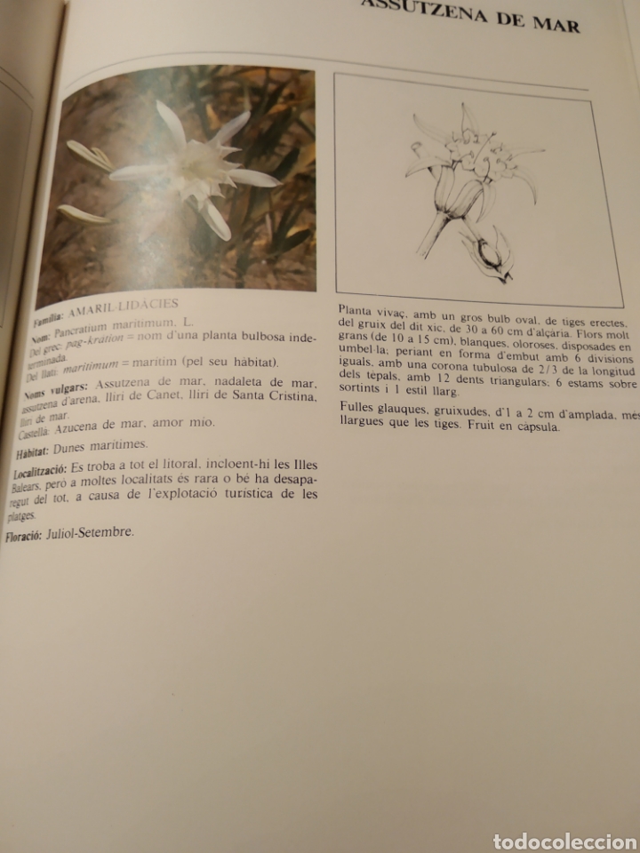 Libros de segunda mano: Flors silvestres de Catalunya - Foto 2