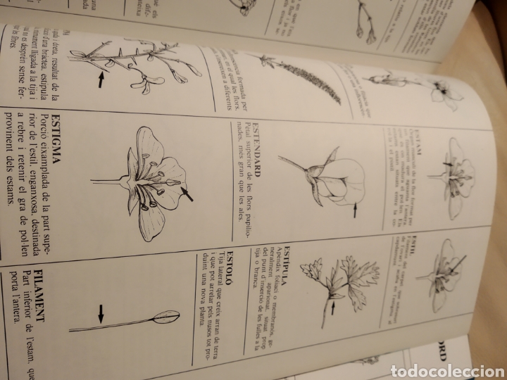 Libros de segunda mano: Flors silvestres de Catalunya - Foto 3