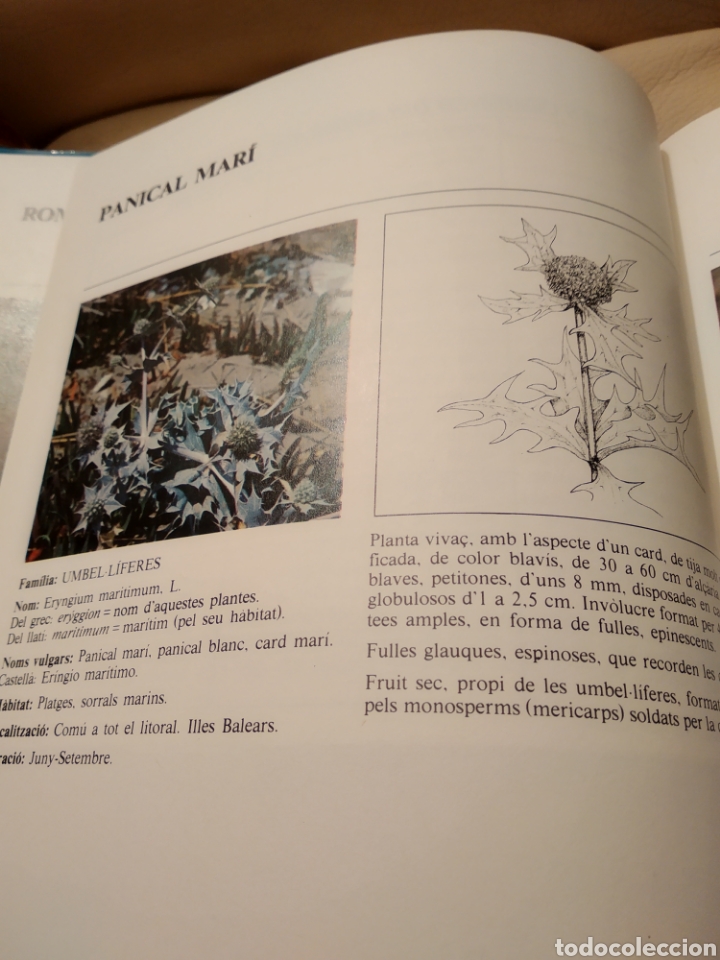 Libros de segunda mano: Flors silvestres de Catalunya - Foto 4