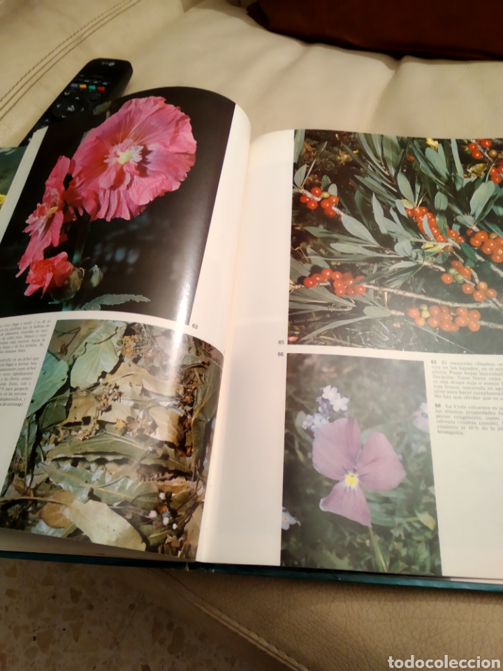 Libros de segunda mano: Plantas medicinales - Foto 5