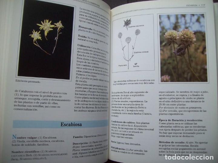 Libros de segunda mano: GUIA DE LAS FLORES SECAS DE ESPA&Ntilde;A. EDICIONES OMEGA - Foto 12