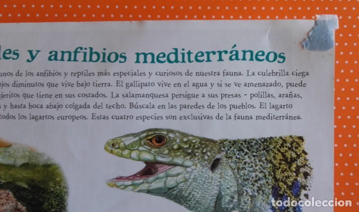 Libros de segunda mano: EXPLORA MADRID CON EL TEJ&Oacute;N RAM&Oacute;N. EXPLORADOR DE LA NATURALEZA. - Foto 10