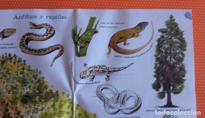 Libros de segunda mano: EXPLORA MADRID CON EL TEJ&Oacute;N RAM&Oacute;N. EXPLORADOR DE LA NATURALEZA. - Foto 14