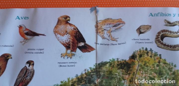 Libros de segunda mano: EXPLORA MADRID CON EL TEJ&Oacute;N RAM&Oacute;N. EXPLORADOR DE LA NATURALEZA. - Foto 15