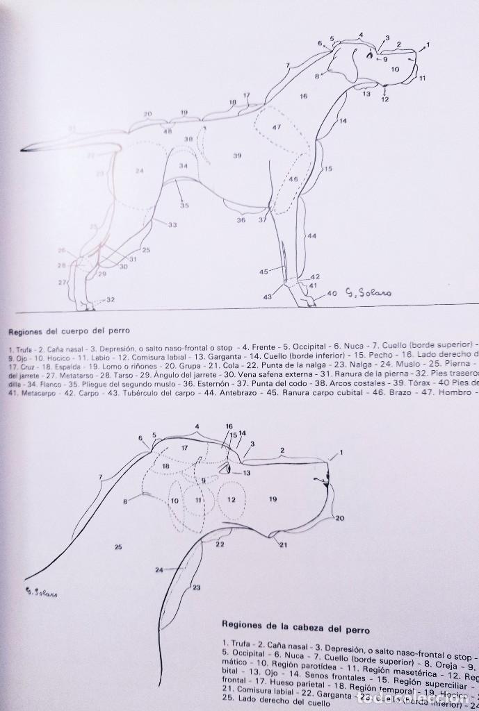 Libros de segunda mano: EL GRAN LIBRO ILUSTRADO DE LOS PERROS Fiorenzo FIORONE - Foto 4