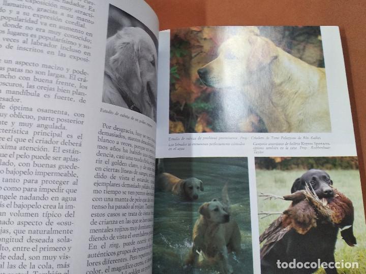 Libros de segunda mano: el labrador y los otros retriever - editorial vecchi - AN2 - Foto 2