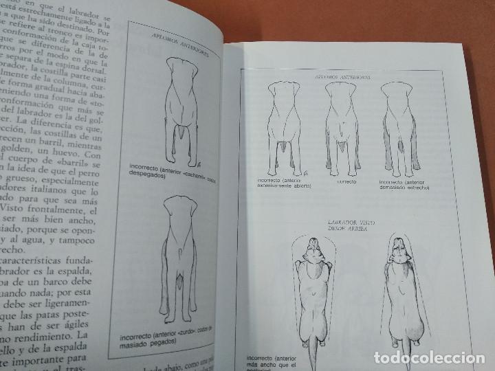 Libros de segunda mano: el labrador y los otros retriever - editorial vecchi - AN2 - Foto 3