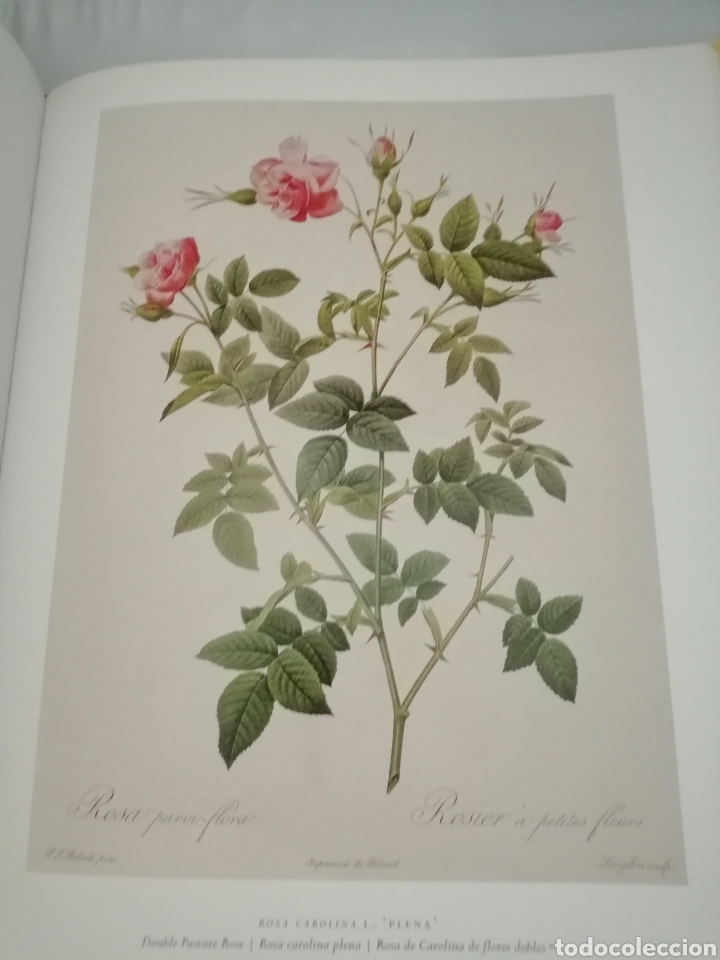 Libros de segunda mano: LAS ROSAS. COLECCI&Oacute;N COMPLETA DE L&Aacute;MINAS - Foto 5