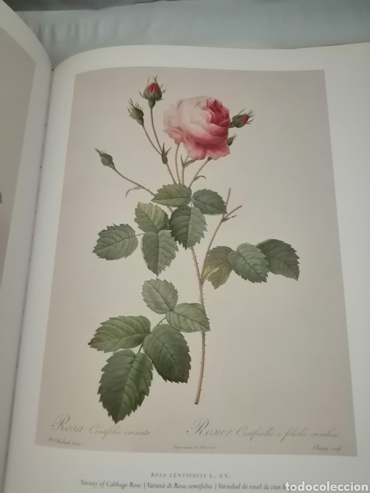 Libros de segunda mano: LAS ROSAS. COLECCI&Oacute;N COMPLETA DE L&Aacute;MINAS - Foto 6