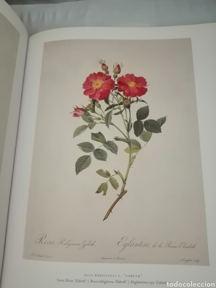 Libros de segunda mano: LAS ROSAS. COLECCI&Oacute;N COMPLETA DE L&Aacute;MINAS - Foto 7