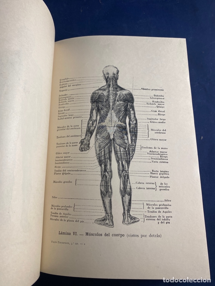 Libros de segunda mano: ANATOM&Iacute;A ART&Iacute;STICA - Foto 5