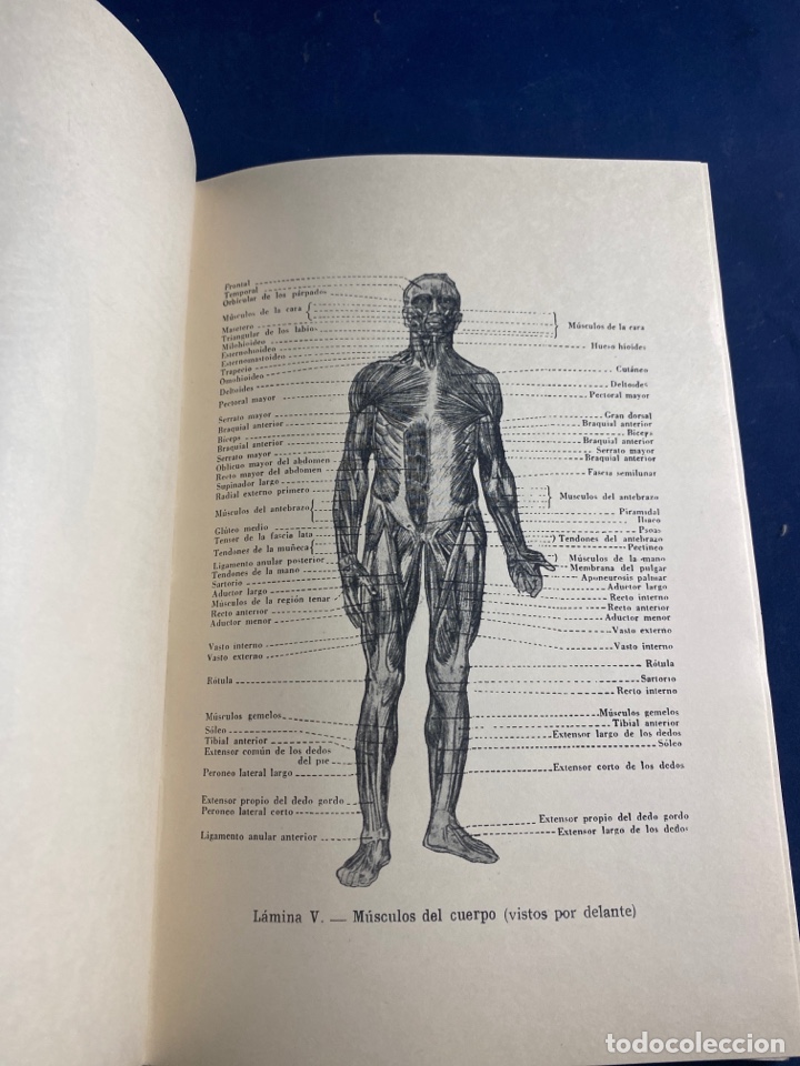 Libros de segunda mano: ANATOM&Iacute;A ART&Iacute;STICA - Foto 6