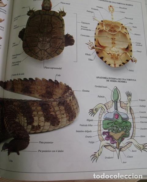 Libros de segunda mano: Libro Enciclopedia Visual de los Seres Vivos - El Pa&iacute;s - Altea - Foto 3