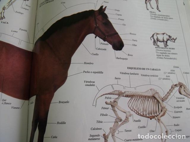 Libros de segunda mano: Libro Enciclopedia Visual de los Seres Vivos - El Pa&iacute;s - Altea - Foto 4