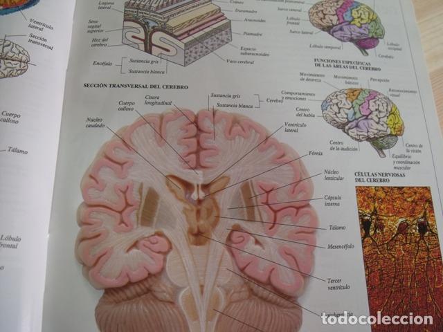 Libros de segunda mano: Libro Enciclopedia Visual de los Seres Vivos - El Pa&iacute;s - Altea - Foto 5