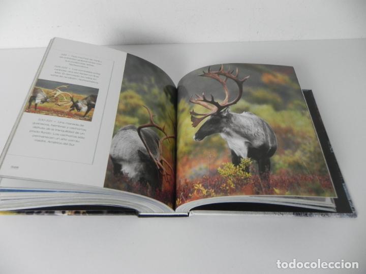 Libros de segunda mano: ANIMALES SALVAJES (CUBE BOOK) EDICIONES LU - Foto 9