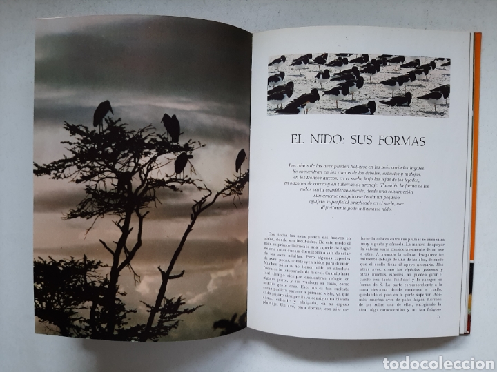 Libros de segunda mano: MARAVILLAS DE LAS AVES - MARS IVARS A&Ntilde;O 1971 - Foto 3
