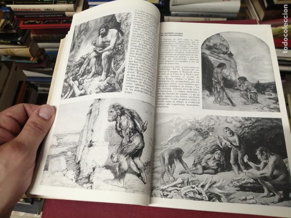 Libros de segunda mano: EN BUSCA DE LOS NEANDERTALES . LA SOLUCI&Oacute;N AL ROMPECABEZAS DE LOS OR&Iacute;GENES HUMANOS. STRINGER . - Foto 6