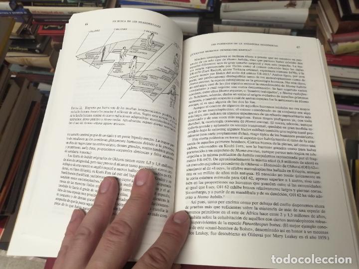 Libros de segunda mano: EN BUSCA DE LOS NEANDERTALES . LA SOLUCI&Oacute;N AL ROMPECABEZAS DE LOS OR&Iacute;GENES HUMANOS. STRINGER . - Foto 8
