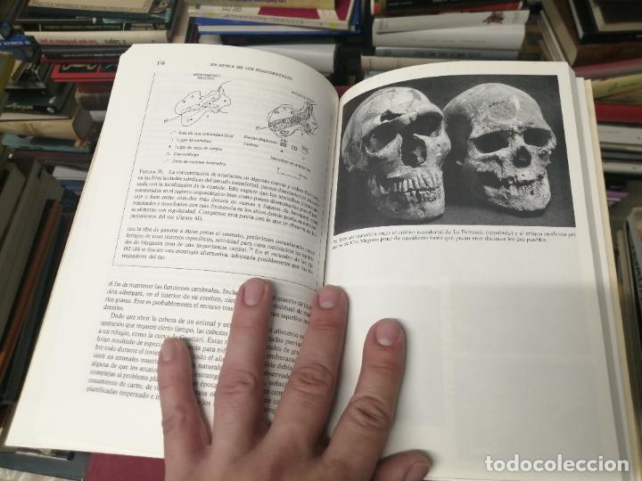 Libros de segunda mano: EN BUSCA DE LOS NEANDERTALES . LA SOLUCI&Oacute;N AL ROMPECABEZAS DE LOS OR&Iacute;GENES HUMANOS. STRINGER . - Foto 13