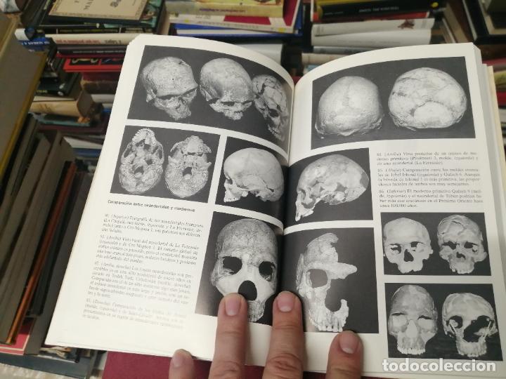 Libros de segunda mano: EN BUSCA DE LOS NEANDERTALES . LA SOLUCI&Oacute;N AL ROMPECABEZAS DE LOS OR&Iacute;GENES HUMANOS. STRINGER . - Foto 14