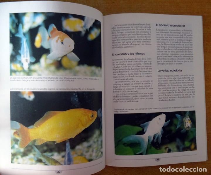 Libros de segunda mano: PECES ROJOS PIERO M. BIANCHI - Foto 6