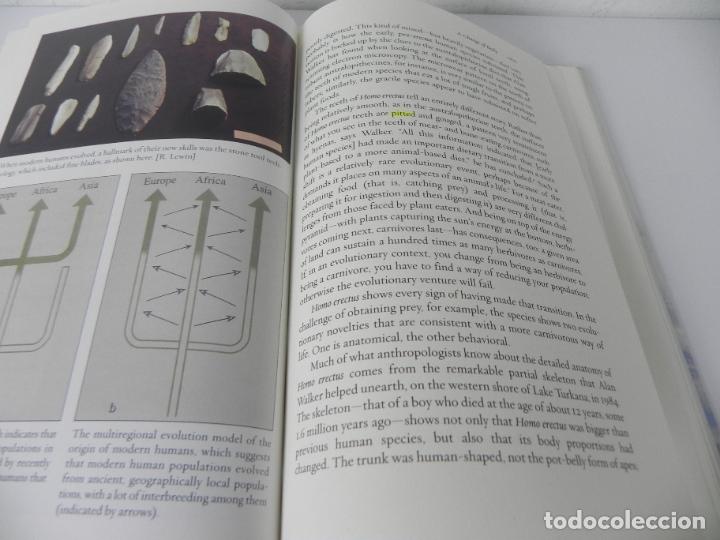 Libros de segunda mano: JAVA MAN (CARL C. SWISHER III, GARNIS H. CURTIS, ROGER LEWIN) (2000) - Foto 9