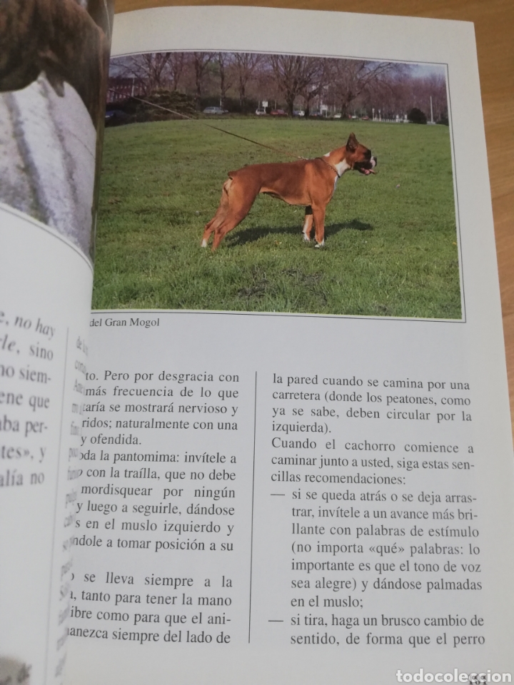 Libros de segunda mano: EL BOXER (BIANCA FROSOLINI) - Foto 5
