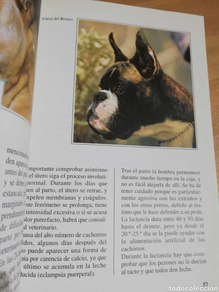 Libros de segunda mano: EL BOXER (BIANCA FROSOLINI) - Foto 7