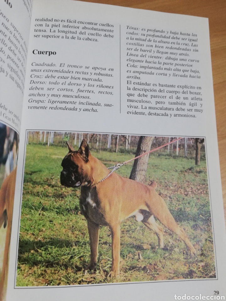 Libros de segunda mano: EL BOXER (BIANCA FROSOLINI) - Foto 8