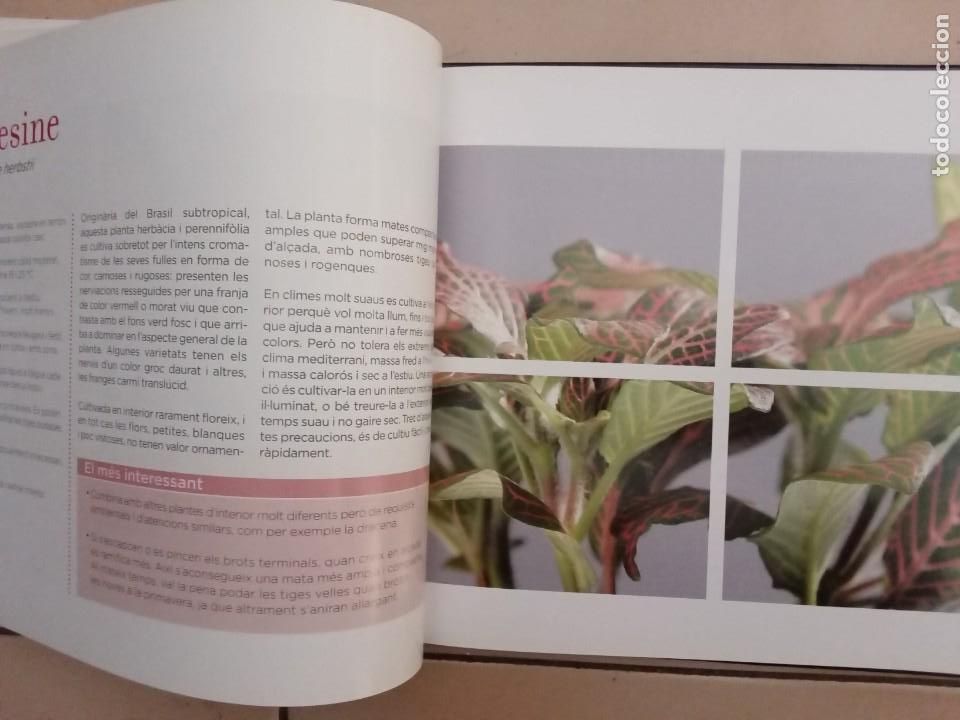 Libros de segunda mano: CONEIXER LES NOSTRES PLANTES. EDICIONS 62 - Foto 4