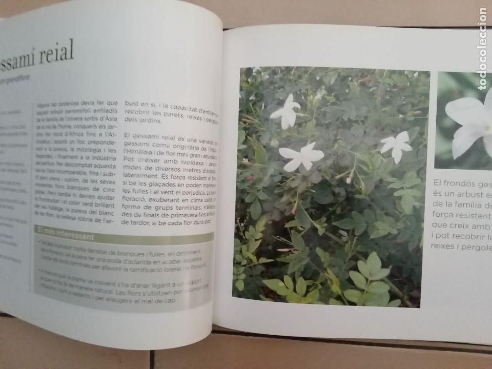 Libros de segunda mano: CONEIXER LES NOSTRES PLANTES. EDICIONS 62 - Foto 7