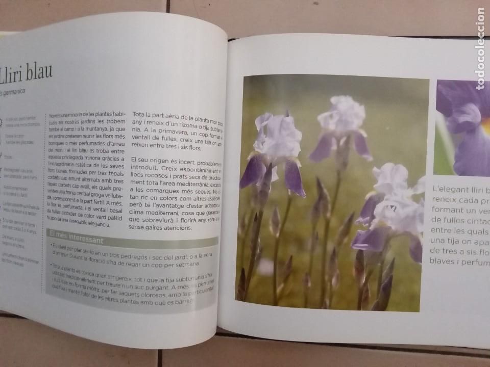 Libros de segunda mano: CONEIXER LES NOSTRES PLANTES. EDICIONS 62 - Foto 8