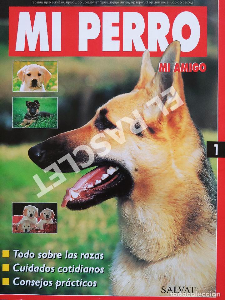 Libros de segunda mano: MI PERRO MI AMIGO - FASCICULO 1 -EDICIONES SALVAT - Foto 1