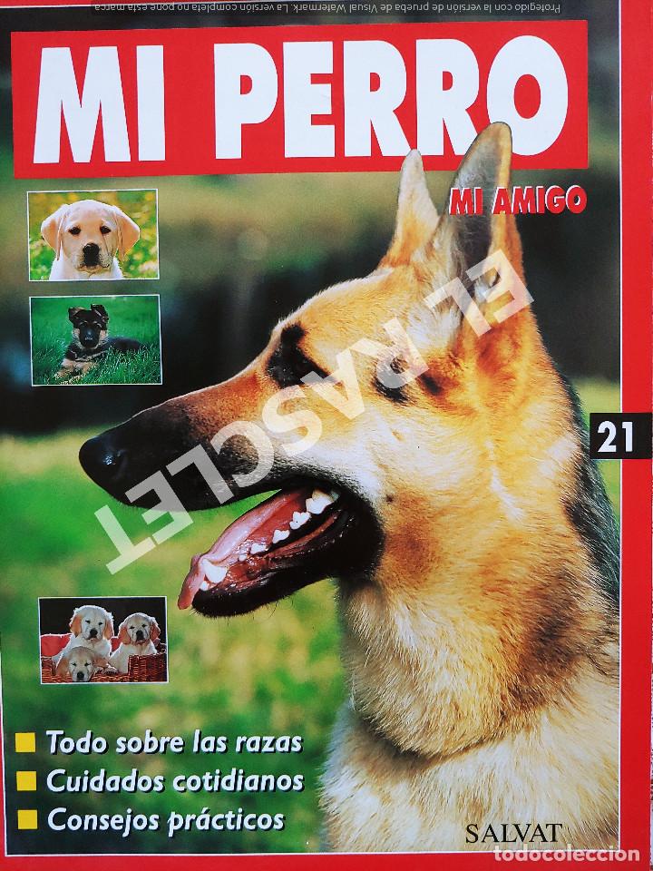 Libros de segunda mano: MI PERRO MI AMIGO - FASCICULO 21 -EDICIONES SALVAT - Foto 1