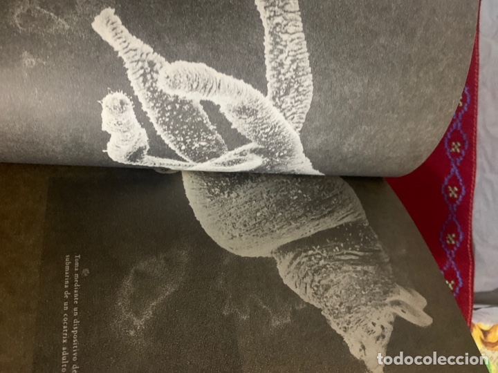 Libros de segunda mano: Bestiario. AA. VV. Ed. Siruela. - Foto 8
