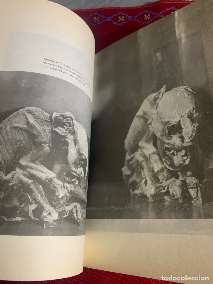 Libros de segunda mano: Bestiario. AA. VV. Ed. Siruela. - Foto 6