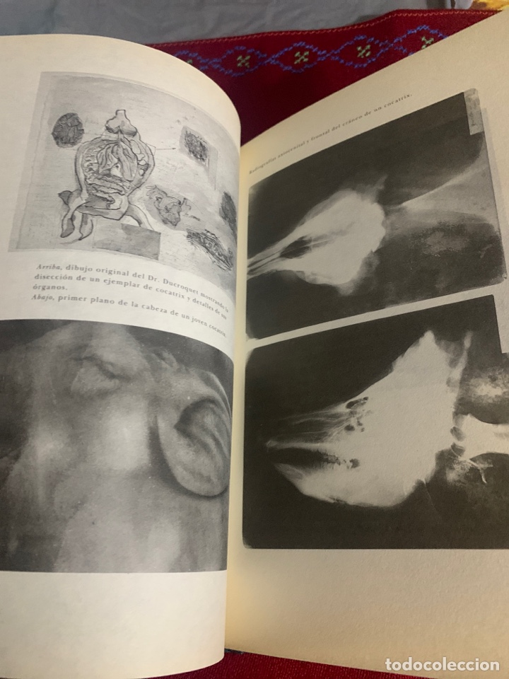 Libros de segunda mano: Bestiario. AA. VV. Ed. Siruela. - Foto 8
