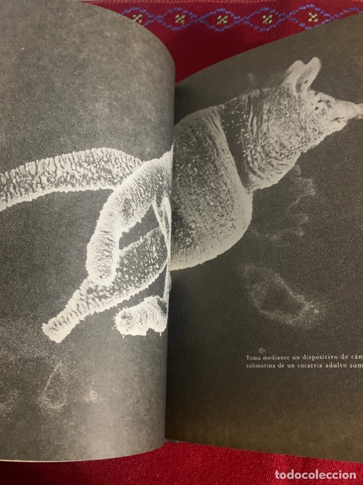 Libros de segunda mano: Bestiario. AA. VV. Ed. Siruela. - Foto 9