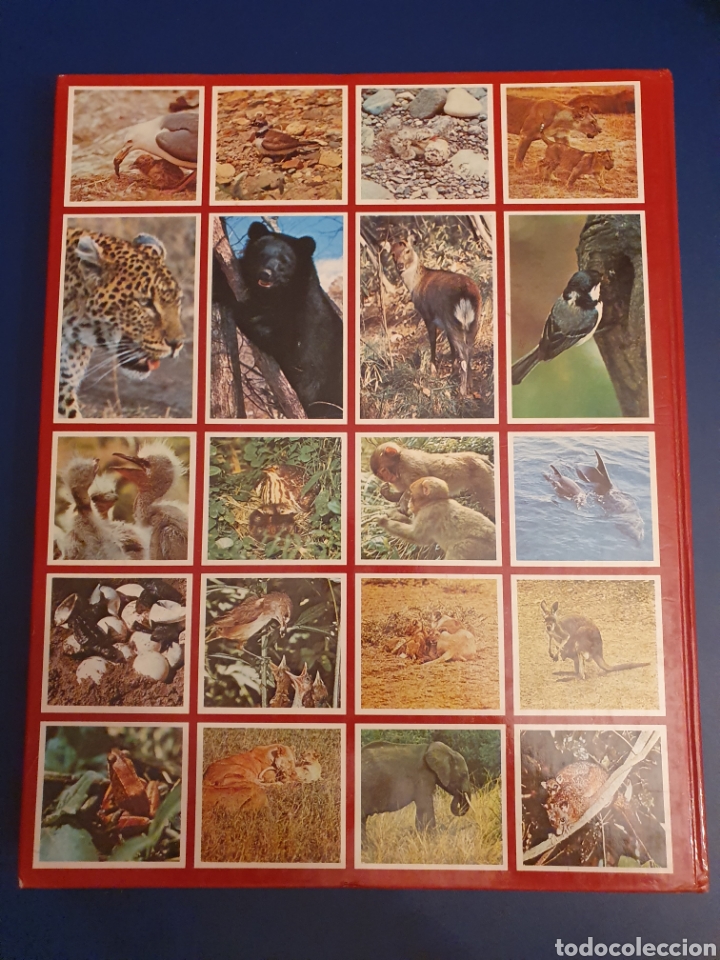 Libros de segunda mano: DESCUBRE LOS ANIMALES EDITORIAL ALFREDO ORTELLS - Foto 2