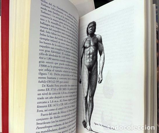Libros de segunda mano: Arsuaga, Juan L. / I. Mart&iacute;nez : La especie elegida (Proyecto Atapuerca) - Foto 2