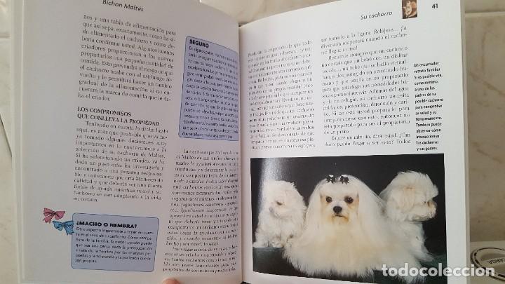 Libros de segunda mano: LIBRO DE PERROS- RAZAS DE HOY- BICHON MALTES - Foto 5