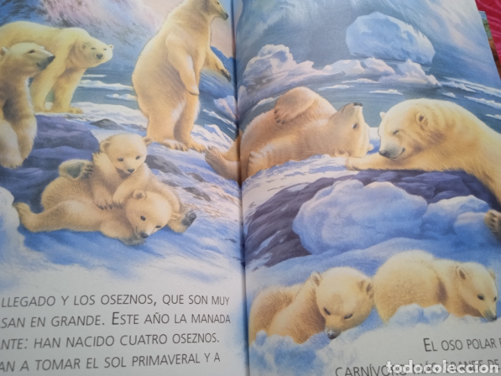 Libros de segunda mano: Gran libro de Historias de animales. Servilibro - Foto 4