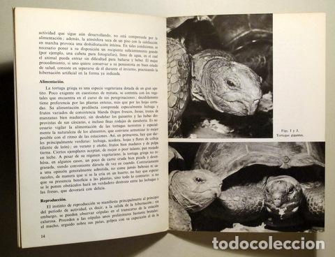 Libros de segunda mano: MIS TORTUGAS - Barcelona 1970 - Ilustrado - Foto 2