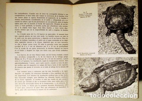 Libros de segunda mano: MIS TORTUGAS - Barcelona 1970 - Ilustrado - Foto 3