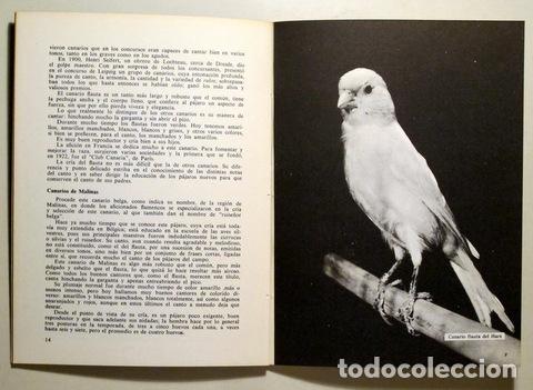 Libros de segunda mano: MIS CANARIOS - Barcelona 1974 - Ilustrado - Foto 2