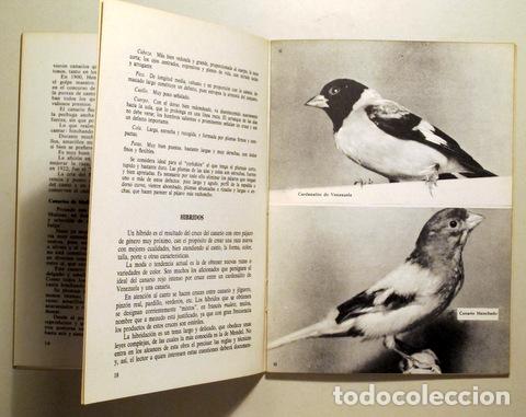 Libros de segunda mano: MIS CANARIOS - Barcelona 1974 - Ilustrado - Foto 3