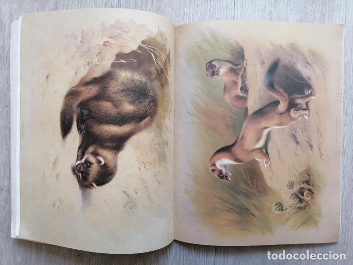 Libros de segunda mano: The complete illustrated Thorburns mammals. Ingl&eacute;s - Foto 4