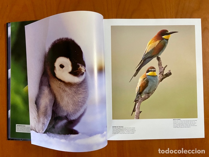 Libros de segunda mano: BIRD - THE DEFINITIVE VISUAL GUIDE - DK BOOKS - Foto 3