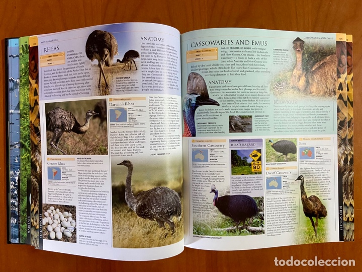 Libros de segunda mano: BIRD - THE DEFINITIVE VISUAL GUIDE - DK BOOKS - Foto 4